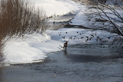 Scenic view of frozen lake during winter