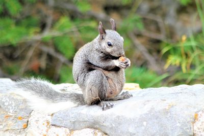 Squirrel sitting on rock