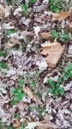 Leaves on field