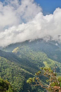 Scenic view of forest against sky