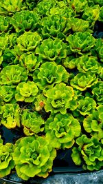 Close-up of green leaves