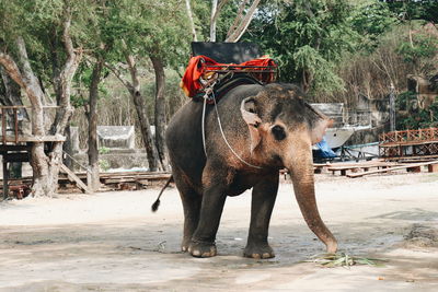 Full length of elephant standing on land