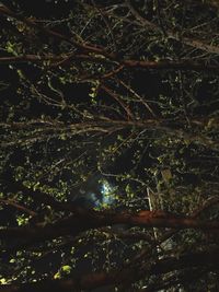 Close-up of plants in water