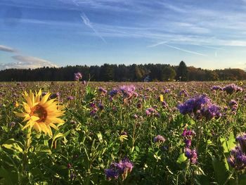 View of flowering plants on field