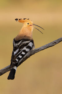 Close-up of bird perching on branch