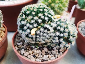 High angle view of succulent plant in pot