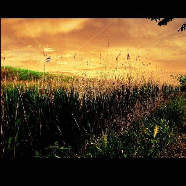 transfer print, auto post production filter, sky, grass, tranquility, tranquil scene, sunset, cloud - sky, field, scenics, beauty in nature, nature, water, landscape, plant, growth, cloudy, dusk, idyllic, outdoors