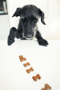 Portrait of black puppy