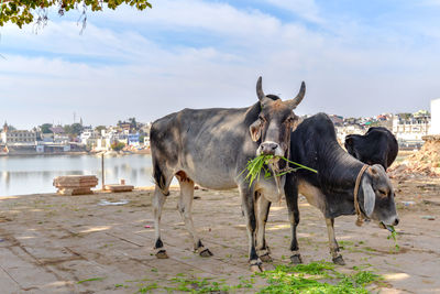 Cows standing inin front of a lake