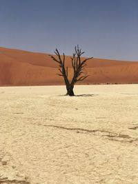 Bare tree on desert against clear sky