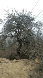 Trees on landscape