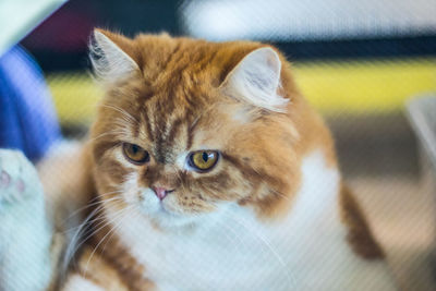 Close-up portrait of cat