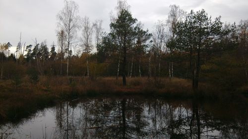 Trees growing in forest against sky