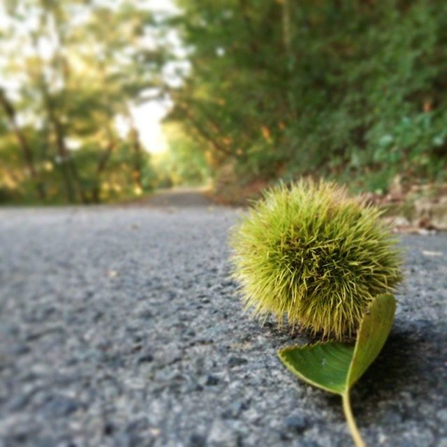 growth, flower, plant, nature, leaf, focus on foreground, freshness, selective focus, close-up, fragility, beauty in nature, green color, surface level, day, outdoors, tree, no people, sunlight, tranquility, the way forward