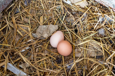 High angle view of bird in nest