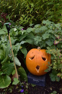 Close-up of pumpkin on plant in garden