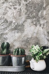 Close-up of potted plant against wall