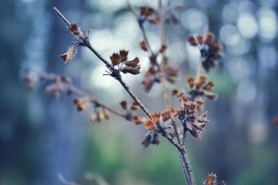 Close-up of wilted plant