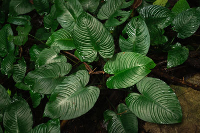 Full frame shot of leaves