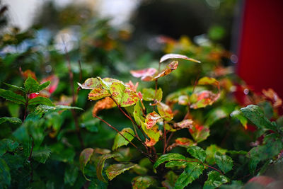Close-up of purple flowering plant