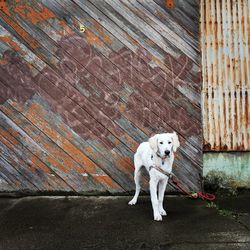 Dog sitting on wall