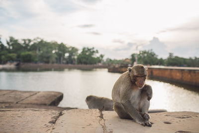 View of a monkey by the lake