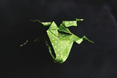 Close-up of leaf over black background