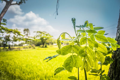 Close-up of green field against sky