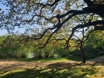 Trees in park against sky