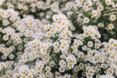 Close-up of white flowering plants