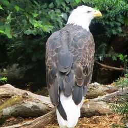 Close-up of bird perching on tree