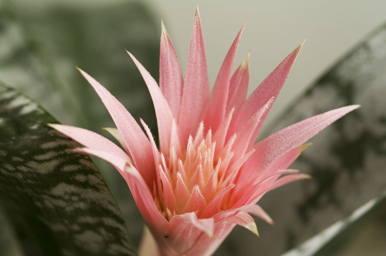 Aechmea bromeliad