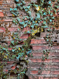 Ivy on wall