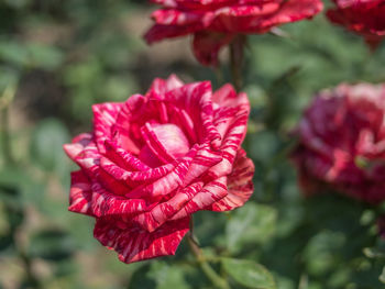 Close-up of red flower blooming outdoors