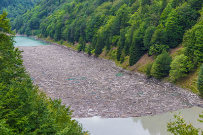 High angle view of trees in forest