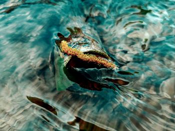 Close-up of fish in sea