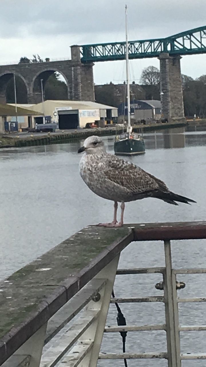 bird, day, one animal, animal themes, built structure, bridge - man made structure, outdoors, water, architecture, perching, sky, no people