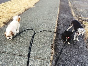 High angle view of dog with cat