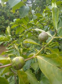 plant