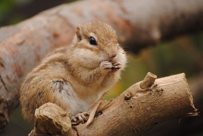 Close-up of squirrel sitting on branch