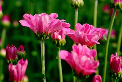 Close-up of pink flowers