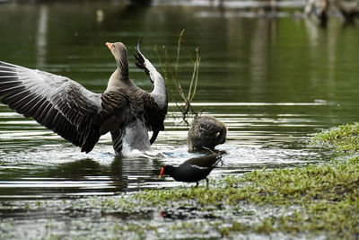 Ducks swimming in lake