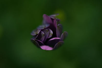 Close-up of rose blooming outdoors