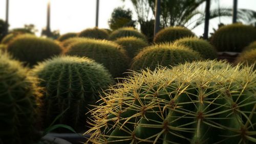 Close-up of cactus growing on field