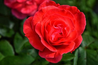 Close-up of red rose