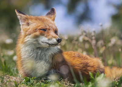 Portrait of an fox on field 