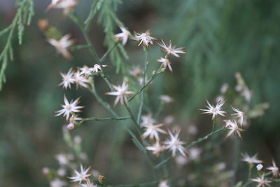 Close-up of flowering plants on land