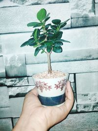 Midsection of person holding potted plant against wall