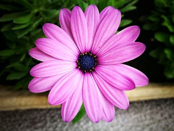 Close-up of pink flower blooming outdoors