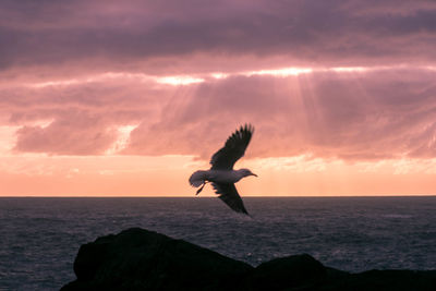 View of seagull flying over coast during sunset